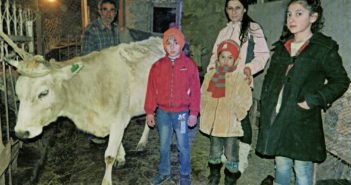Cow Program